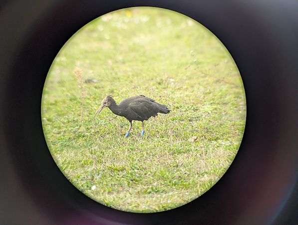 Ibis eremita  - Fabrizio Franconi