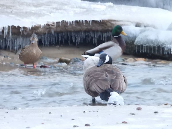 bernikla kanadyjska  - Jaromir Stanke
