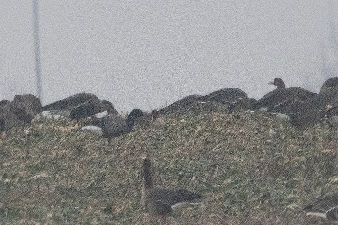 bernikla obrożna  - Katarzyna Szałas