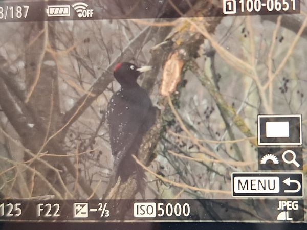 dzięcioł czarny  - Tomasz Doroń