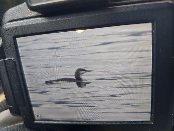 Strolaga mezzana  - Paolo Faifer