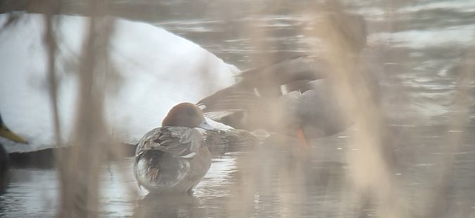 świstun  - Sebastian Watras