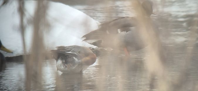 świstun  - Sebastian Watras