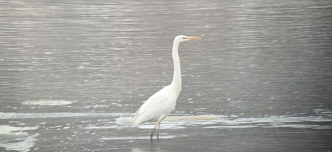 czapla biała  - Sebastian Watras