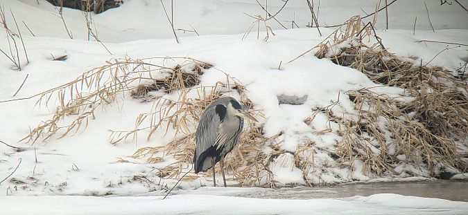 czapla siwa  - Sebastian Watras