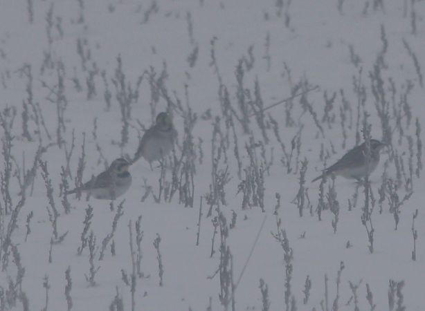 górniczek  - Przemysław Rodak