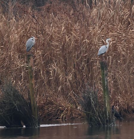 Airone cenerino  - Adelfina Aldrovandi