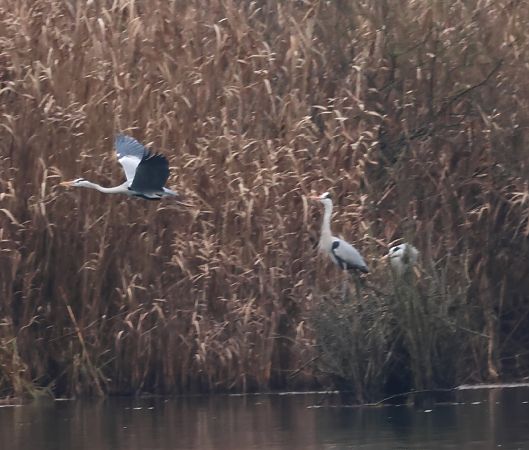 Airone cenerino  - Adelfina Aldrovandi