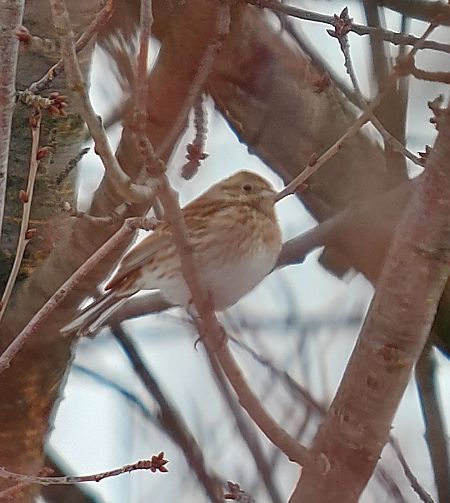 trznadel białogłowy  - Arkadiusz Stelmach