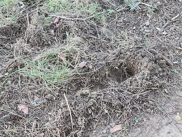 Ophrys massiliensis  - Christian Fleury