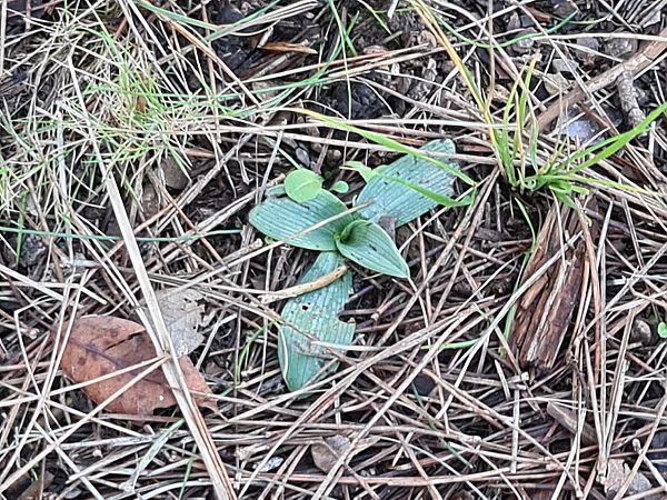 Ophrys massiliensis  - Christian Fleury