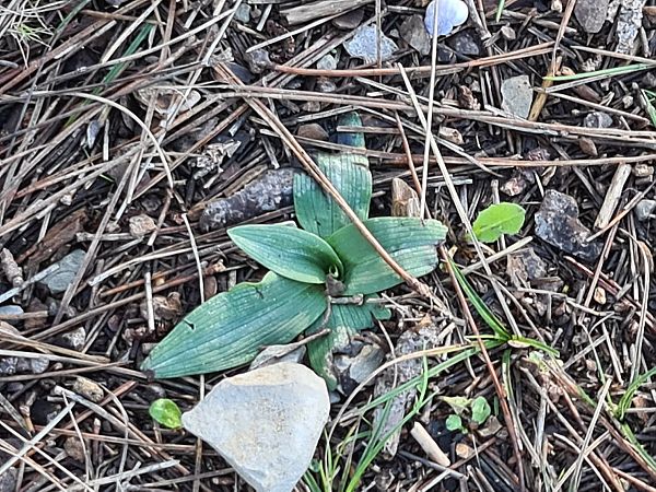 Ophrys massiliensis  - Christian Fleury