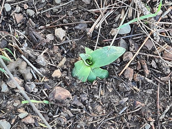 Ophrys massiliensis  - Christian Fleury