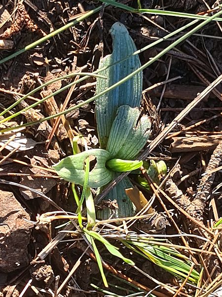 Ophrys massiliensis  - Christian Fleury