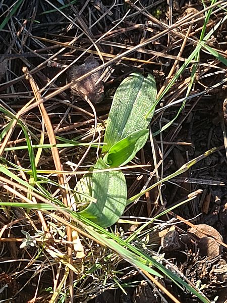 Ophrys massiliensis  - Christian Fleury