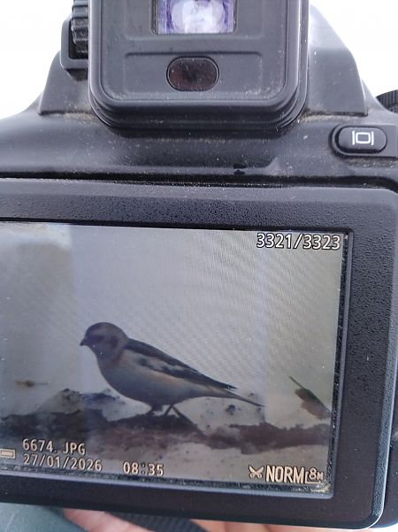 śnieguła  - Andrzej Lipiński