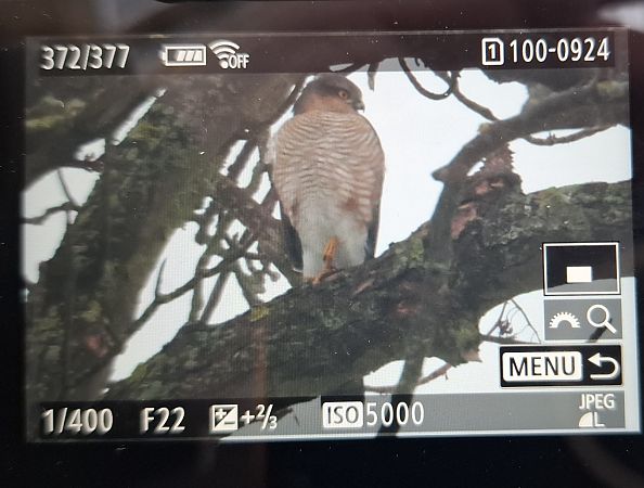 krogulec  - Tomasz Doroń