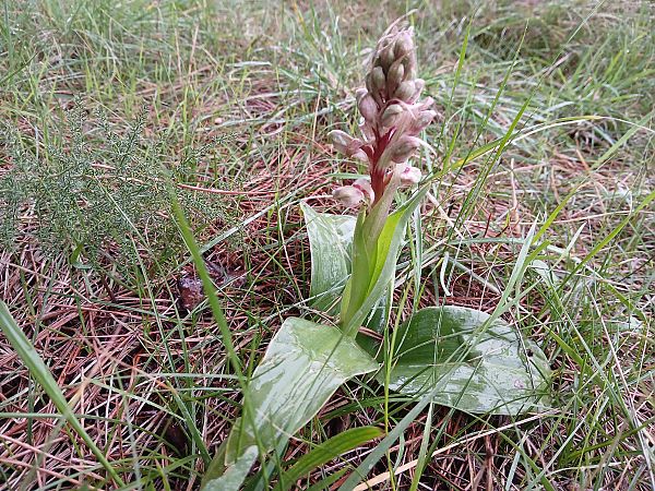 Himantoglossum robertianum  - Alain Falvard