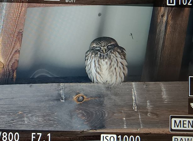 pójdźka  - Ryszard Dworak