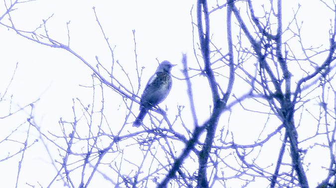 Cesena  - Samuele Cassani