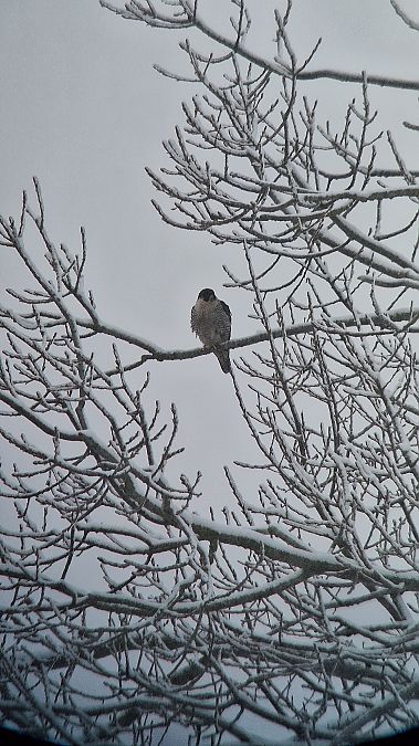 sokół wędrowny  - Klaudia Franas