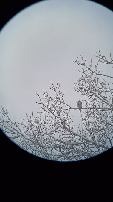 Wanderfalke  - Klaudia Franas