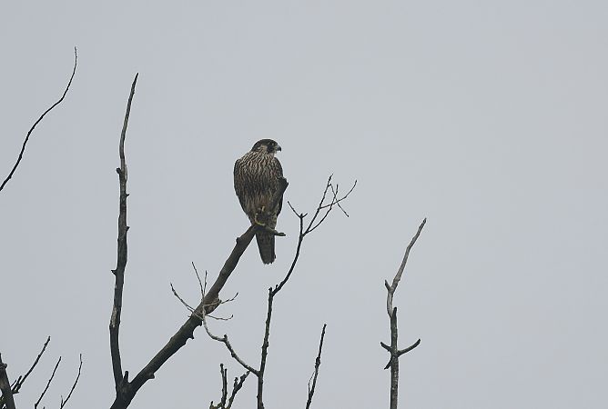 sokół wędrowny  - Katarzyna Szałas
