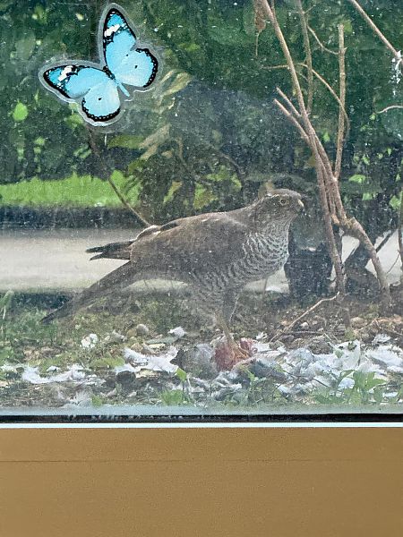 Sparviere  - Tiziano Fiorenza (FVG)