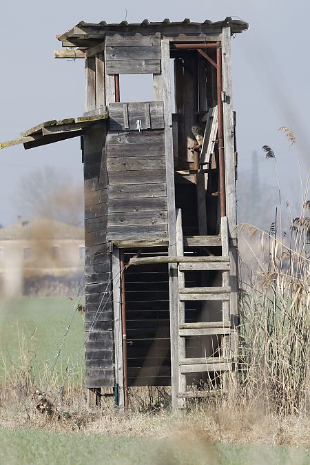 Barbagianni  - Robbin Van Dijk