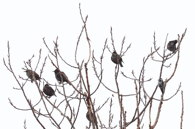 Picchio rosso minore  - Robbin Van Dijk