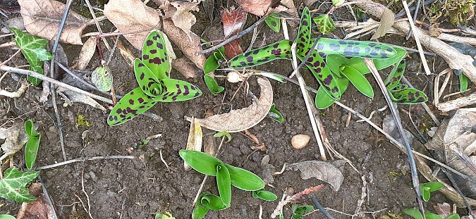 Orchis mascula  - Nicole Taillandier