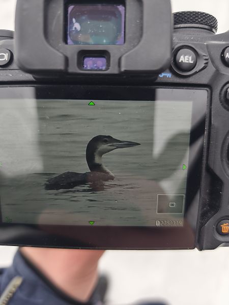 Eistaucher  - Tomasz Wicherek