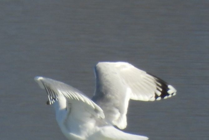 Goéland indéterminé  - Gloria Feltrin