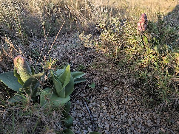 Himantoglossum robertianum  - Pierre Brothier