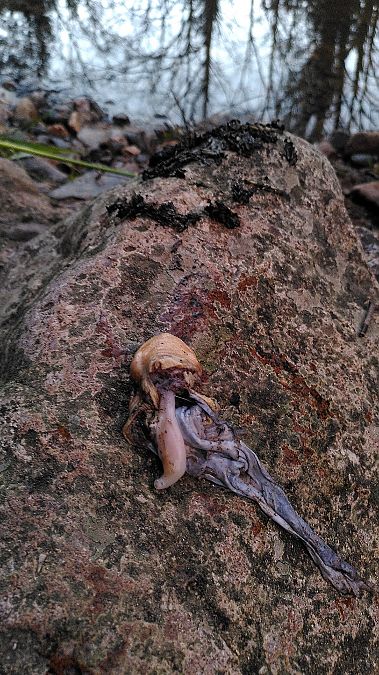 Llúdriga  - Eudald Pujol Buxó