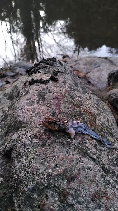 European Otter  - Eudald Pujol Buxó