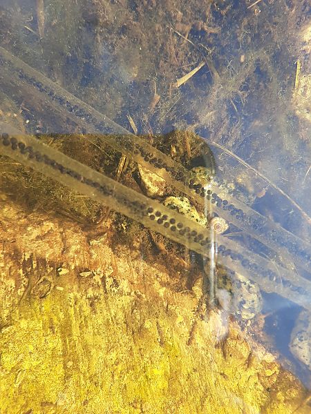 Gripau comú  - Enric Ortega