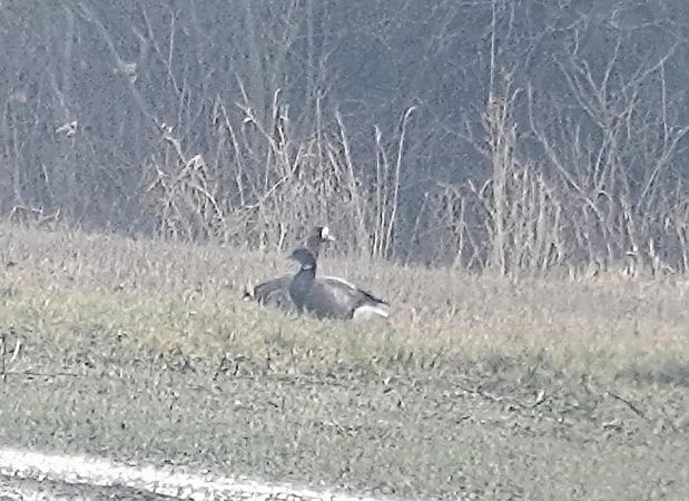 Bernache cravant à ventre sombre  - Christine Ludwig