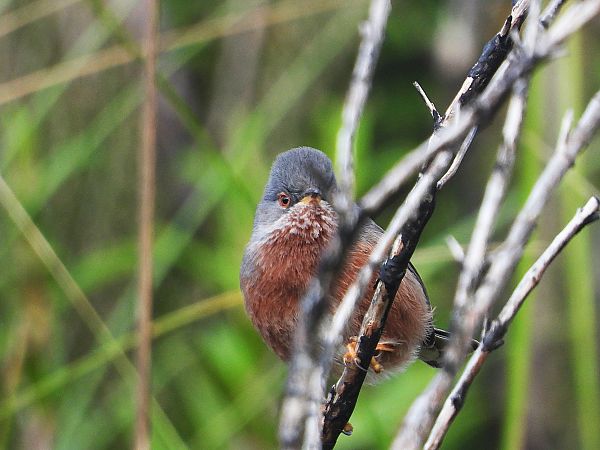 Magnanina  - Andrea Sorrentino