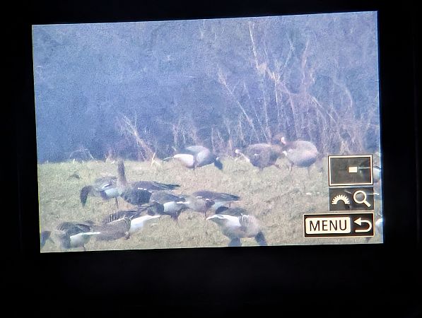 Bernache cravant à ventre sombre  - Oliver Drescher