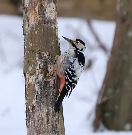 dzięcioł białogrzbiety  - Karolina Bućko