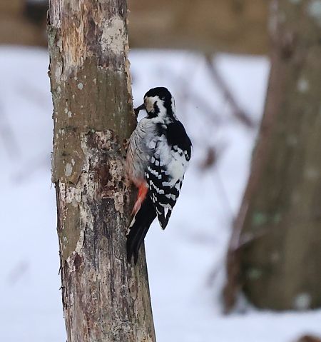 dzięcioł białogrzbiety  - Karolina Bućko