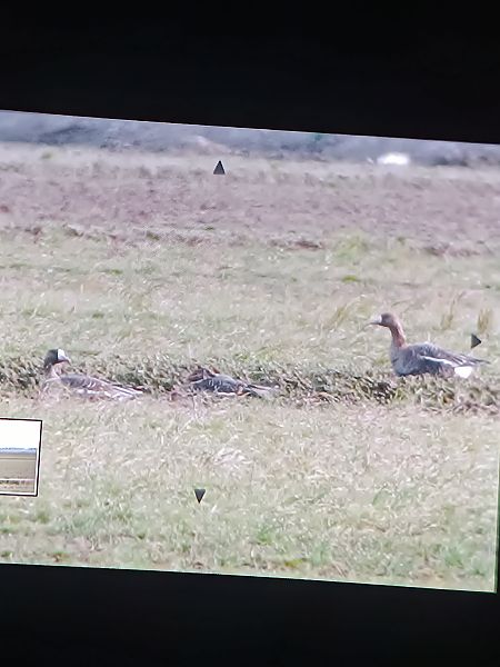 Oca riallera grossa  - Nil Redon