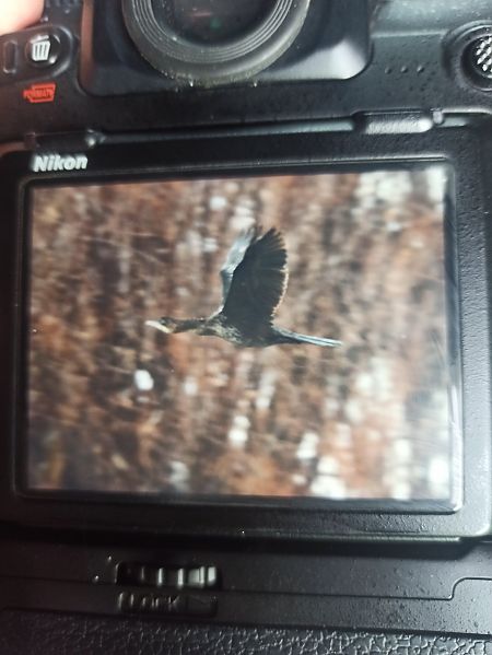 Zwergscharbe  - Piotr Jędrzejczyk