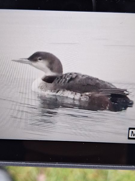 Plongeon imbrin  - Florian Berzsenyi