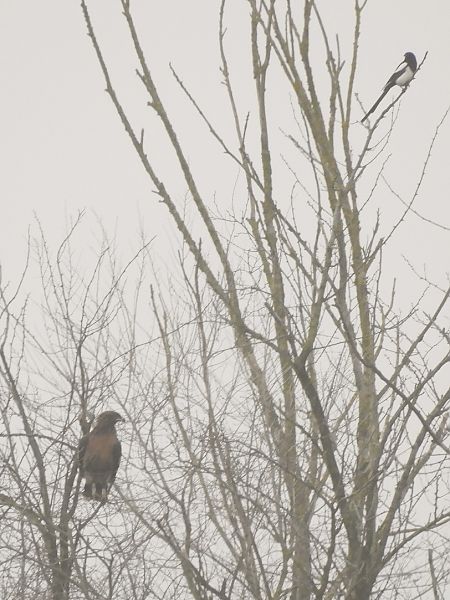Aquila anatraia maggiore  - Massimo Tassinari