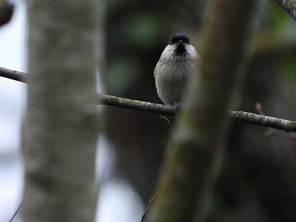Cincia bigia  - Andrea Sorrentino