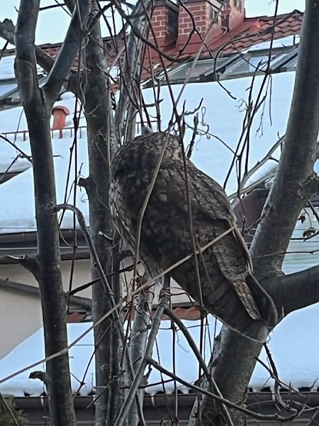 puszczyk  - Małgorzata Łuczkiewicz