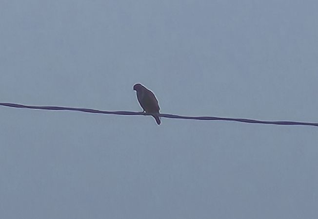 Poiana  - Alessio Mannello