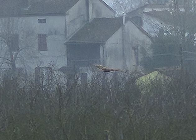 Poiana  - Alessio Mannello